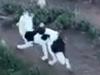 Watch: Alleged horrific conditions at animal rescue shelter exposed