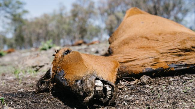 A man will face court after a number of dead and malnourished horses were found on a property near Toowoomba.