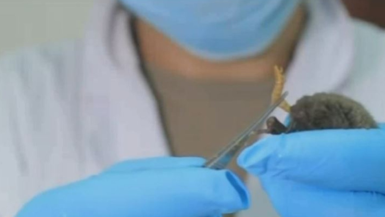 Footage of a scientist at the Wuhan Institute of Virology feeding a worm to a bat. Picture: Sky News