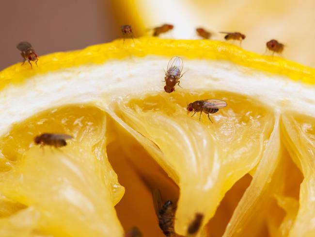 Fruit flies on squeezed lemon slice; see other similar images: