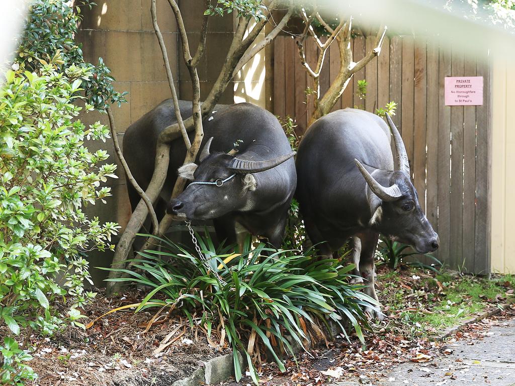 The two water buffalo were cornered on a property on Carillon Ave before being put back onto their truck. Picture: Phil Hilllyard