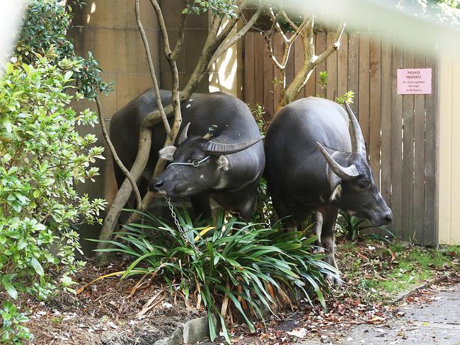 The two water buffalo were cornered on a property on Carillon Ave before being put back onto their truck. Picture: Phil Hilllyard