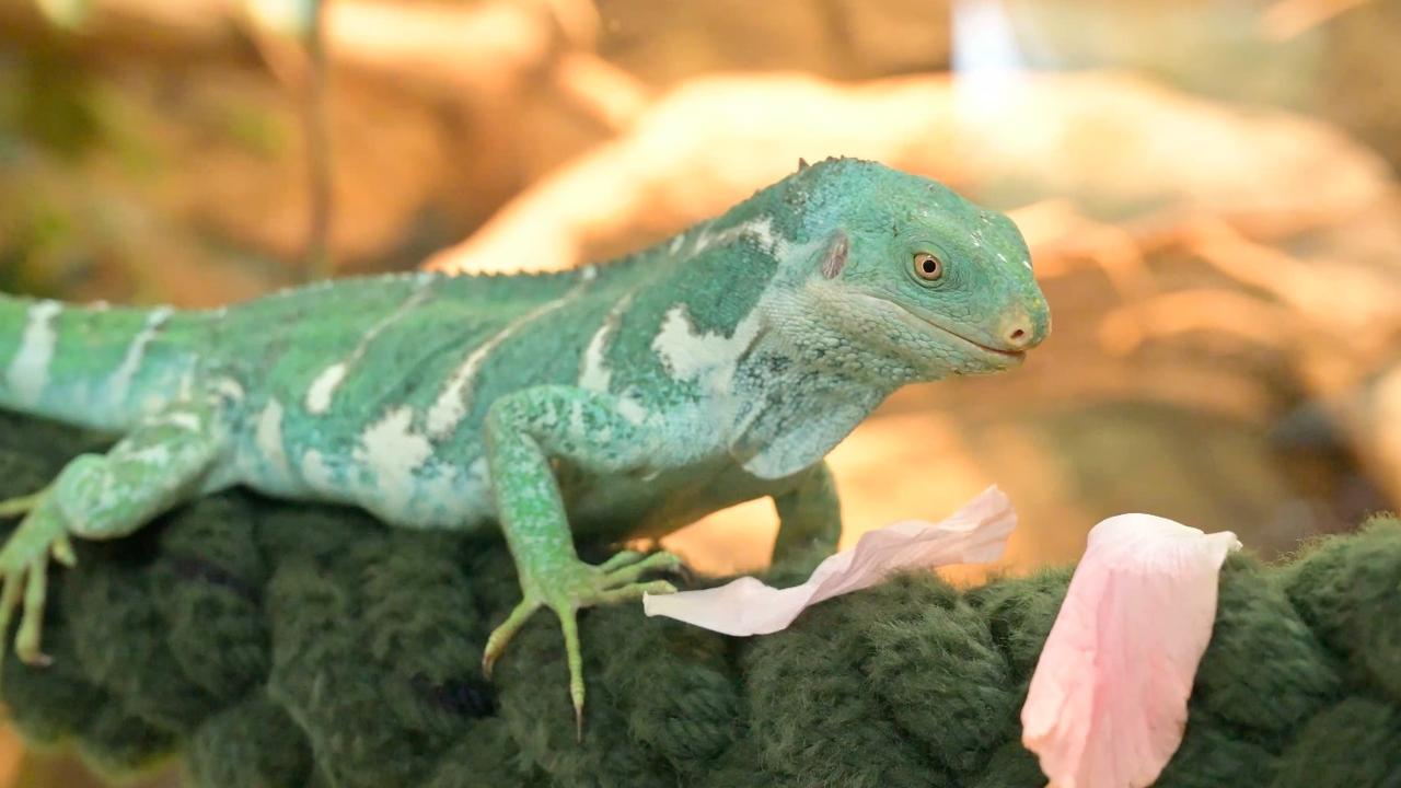 Figian crested iguana rope enrichment at Melbourne Zoo.