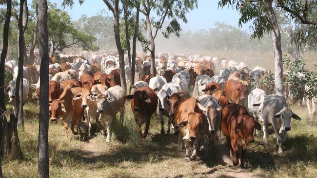 Upscale Funds Management are selling the 70,500ha Coralie Station, 60km west of Croydon in the North Queensland Savannah Gulf.