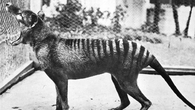 Mr Lowe said he’s seen ‘credible footage’ of a Tasmanian tiger.