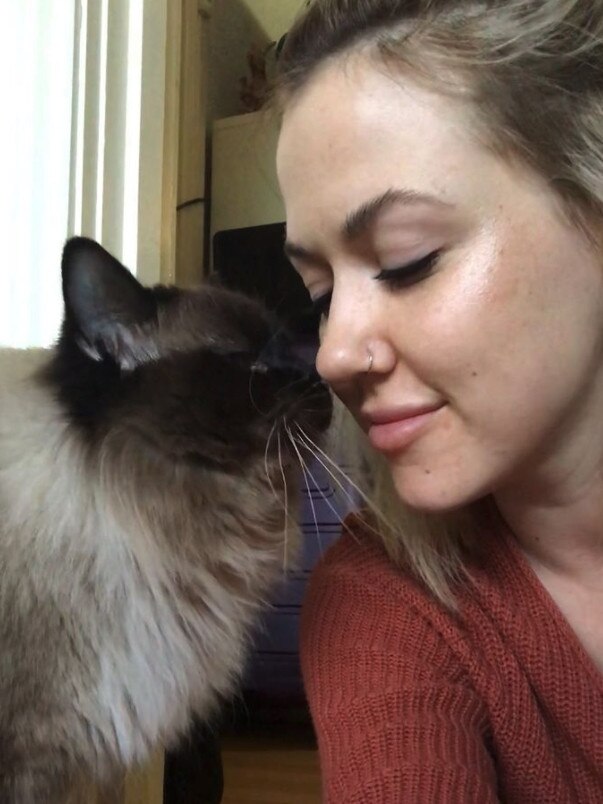 Gus, one of 118 ragdoll cats seized by RSPCA South Australia inspectors from a Lewiston property on 27 May 2020, was adopted by Sheridan Grace.