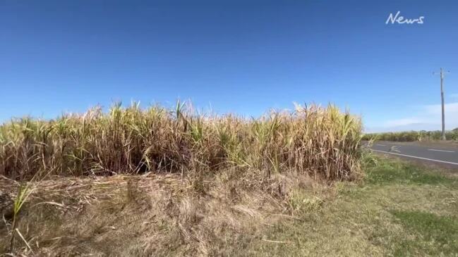 Damaged sugarcane paddocks