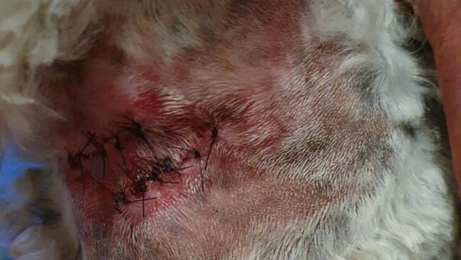 The shih tzu terrier stitches due to the alleged dog attack at Inverloch Farmers Market. Picture: Facebook