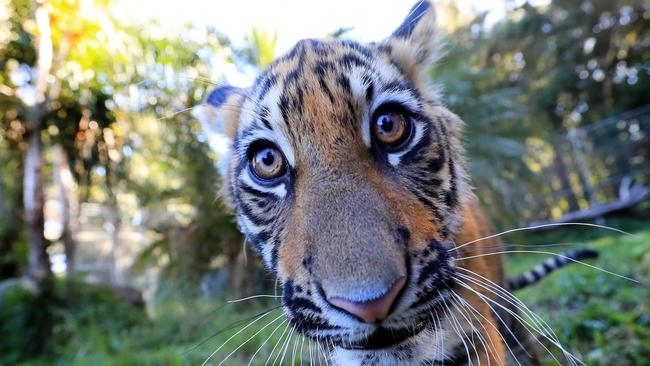 Dreamworld's newest Tiger Cubs Melati and Mya. Pics Adam Head