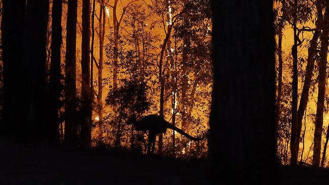 A kangaroo escapes fire in Colo Heights.