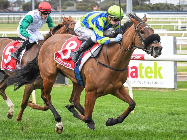 Geelong debut winner Kokako can resume with another success when she heads to Tuesday's Sale meeting. Picture: Racing Photos via Getty Images.