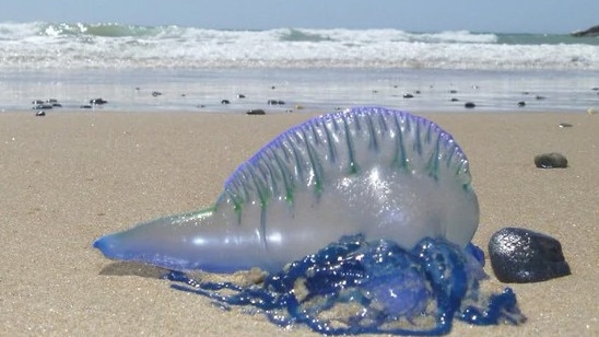 Bluebottles have been spotted in big numbers at Sorrento. Picture: Supplied/Facebook