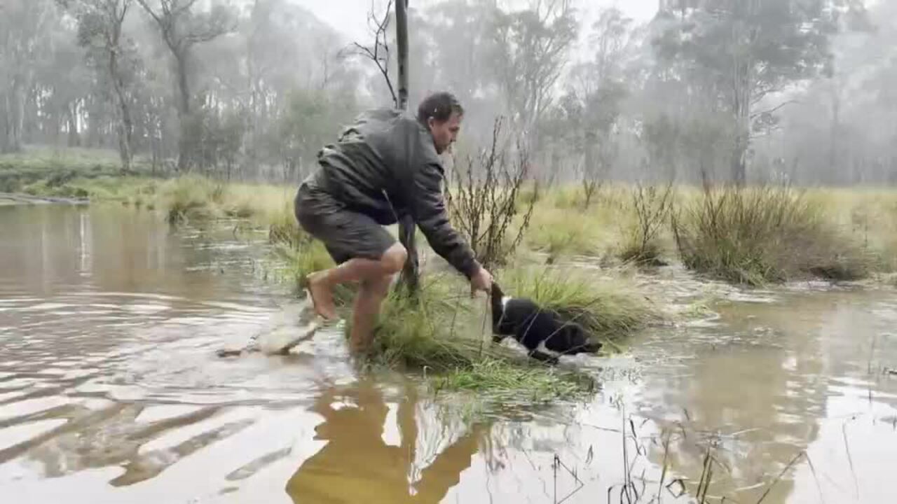 Tassie devils rescued from flood waters