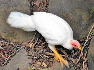 INJURED: Albi the albino brush turkey. Picture: Stuart Scott