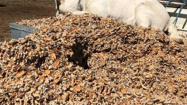 Aussie Farmer Shares Heartbreaking Story of Daily Battle to Feed Drought-Stricken Livestock