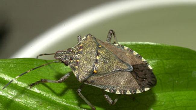 The brown marmorated stink bug emits an odour likened to smelly socks