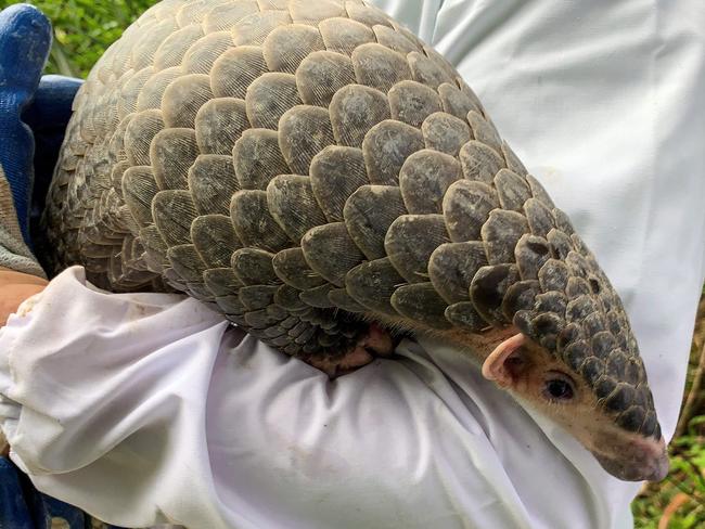 Pangolins after one of the animals suspected of starting the coronavirus pandemic. Picture: AFP