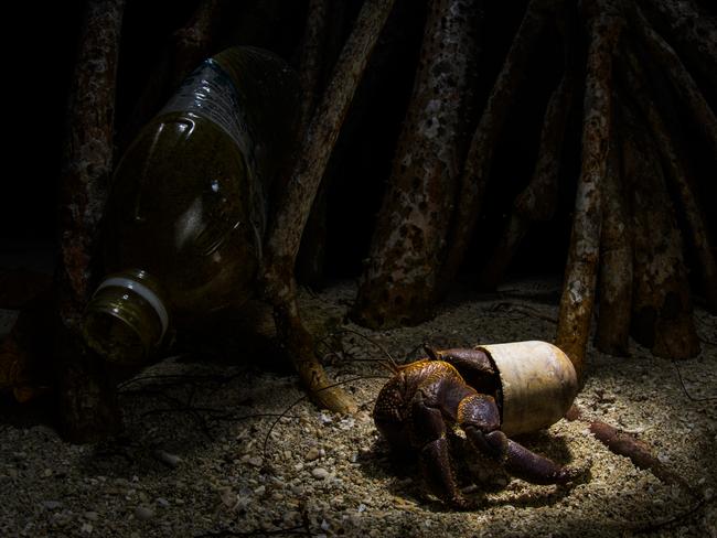 A land hermit crab wanders close to the beach of Pom Pom island in Malaysia, using a plastic deodorant plug instead of a shell. Hermit crabs attempt to inhabit these unnatural 'shells,' which do not provide the necessary protection and can hinder their growth and survival. Picture: Emanuele Biggi