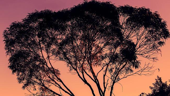 An eucalyptus at sunset.