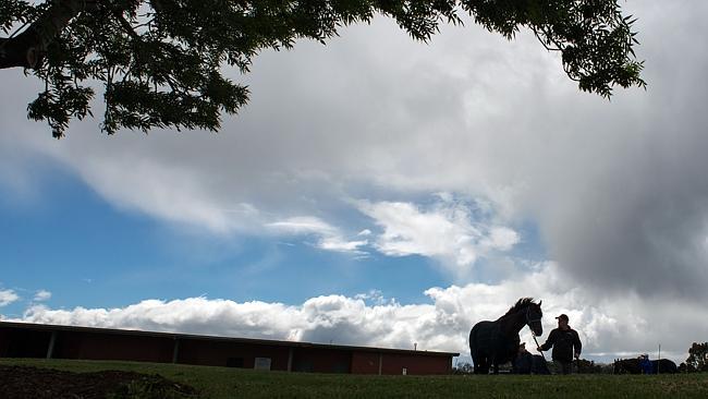 Foreman Roger Elliot takes Fiorente for a walk at Flemington. Picture: Getty Images