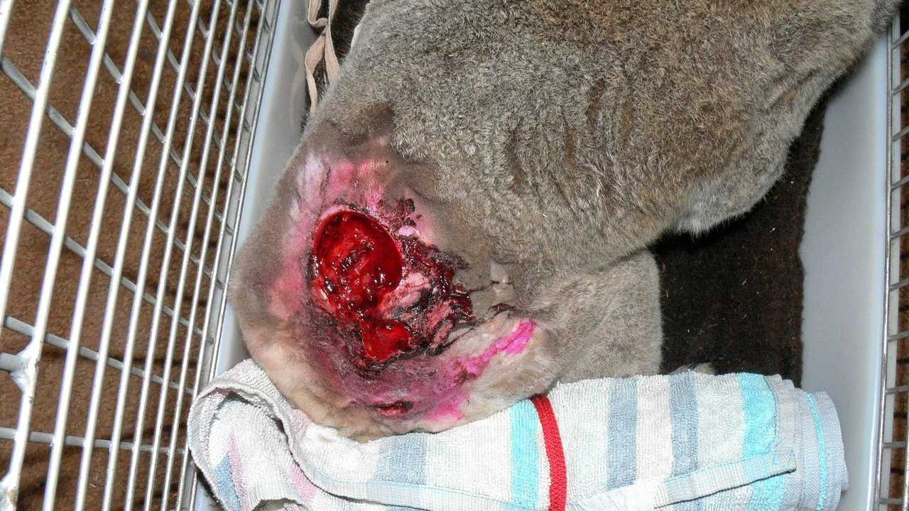 WARNING: GRAPHIC IMAGE. Clarence Valley Council is urging dog owners to keep their pets in their yards after a number of fatal dog attacks on koalas. Picture: Clarence Valley Council