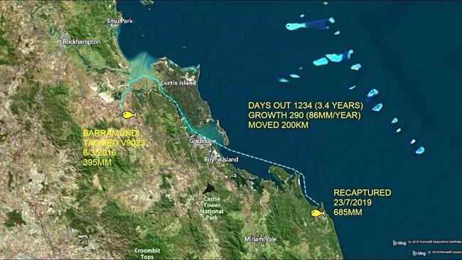 WANDERLUST: A tagged barramundi measuring 685mm was recently recaptured at Round Hill Creek on July 23 after first being tagged at Raglan Creek on March 6, 2016 at 395mm. It had travelled 200km. Picture: Suntag