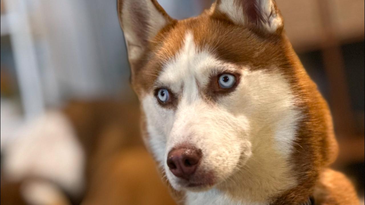 Pair charged after alleged Husky theft