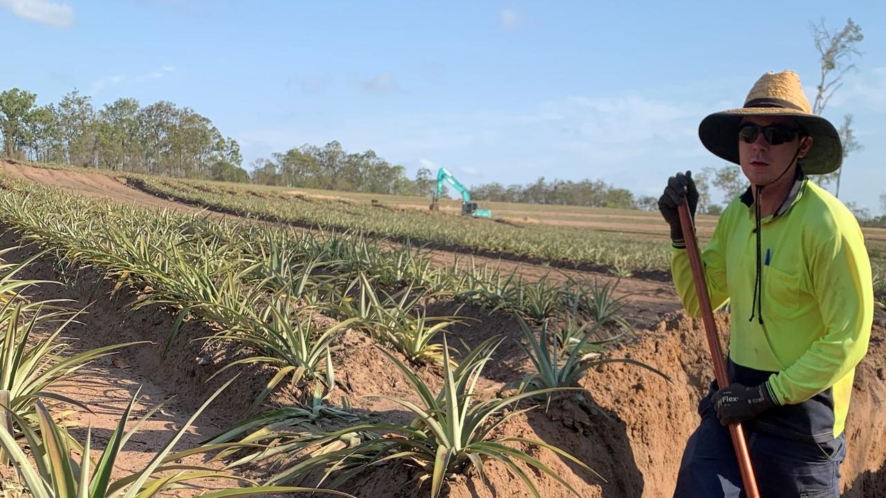 Trial to investigate erosion control on pineapple farms | The Courier Mail