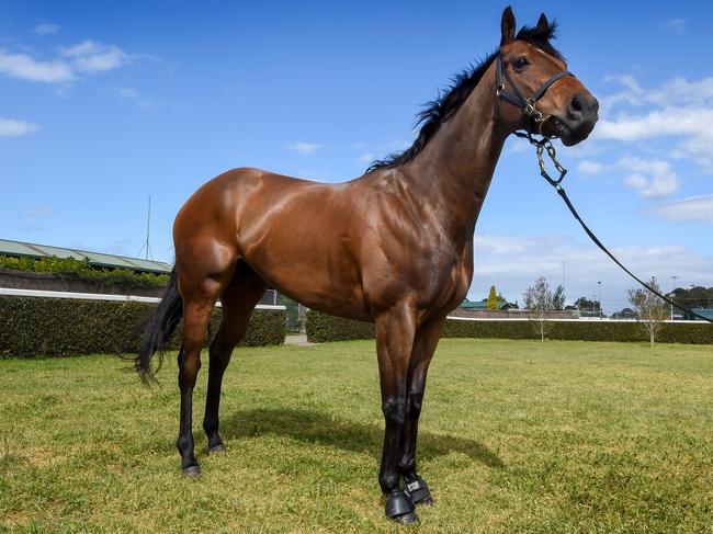 Everest runner Viddora at Lloyd Kennewell's Caulfield stable Picture: Jay Town