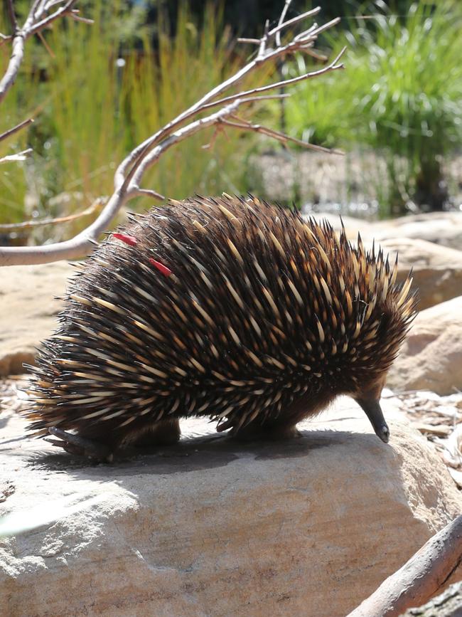 Echidnas will be one of the main attractions at a proposed Wentworth Falls zoo and hotel precinct. Picture: Richard Dobson