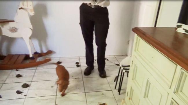 Faeces is seen littering the floor of the property in video footage released by the RSPCA. 