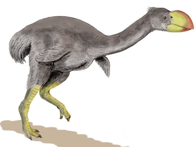 Dromornis stirtoni was the largest of the dromornithids, a group of huge flightless birds known only from Australia.