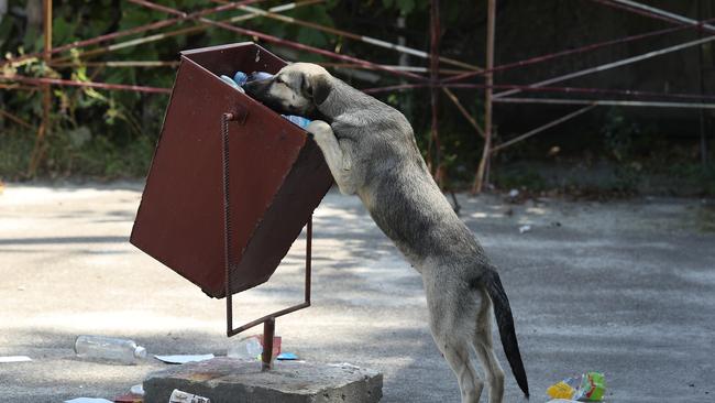 Many of the dogs are likely descendants of those left behind following the mass evacuation of residents in 1986. Picture: Sean Gallup/Getty Images