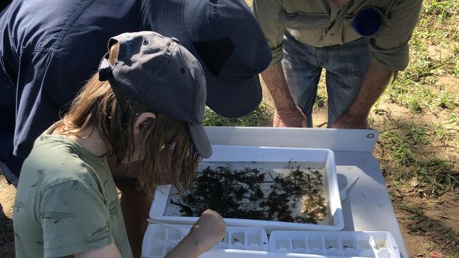 The water sampling failed to return any detection of lungfish. Picture: OzFish