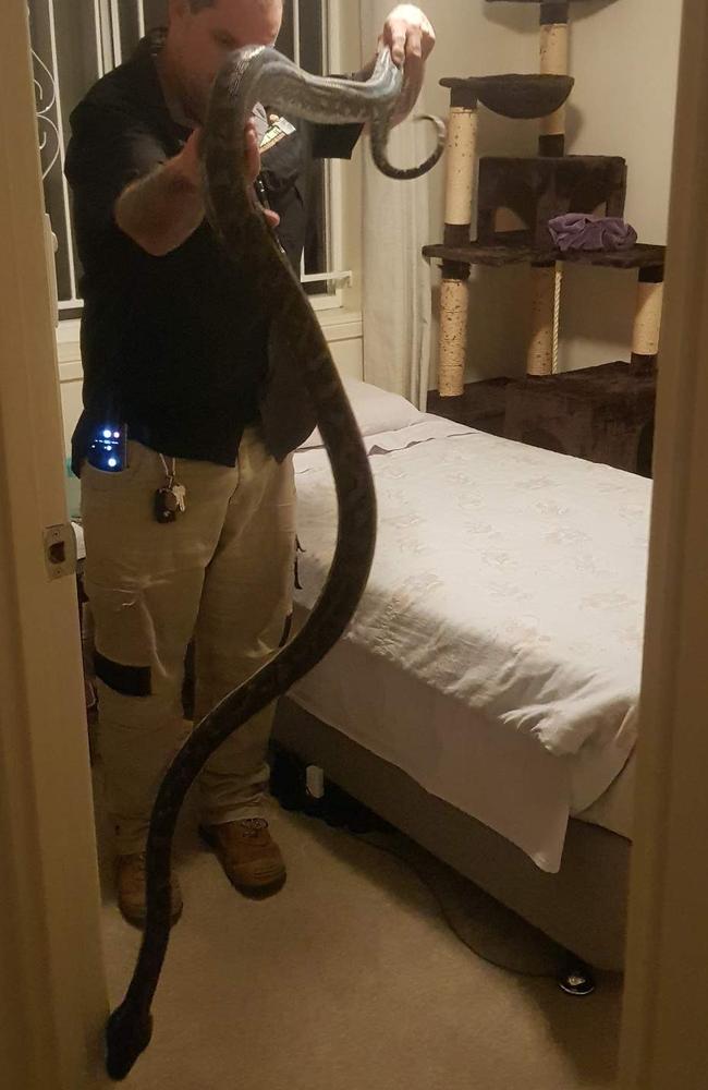 Snake catcher Steven Brown with a 2.5m python which made its way inside a Bald Hills home. Picture: Brisbane North Snake Catchers and Relocation