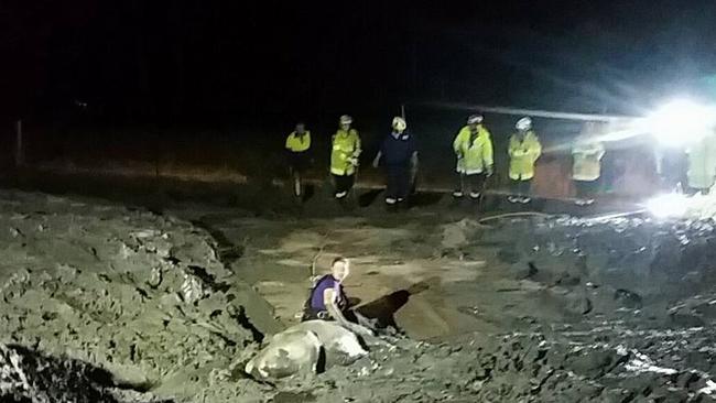 The cow stuck in the mud last night. Picture: Picton Fire and Rescue Station Facebook