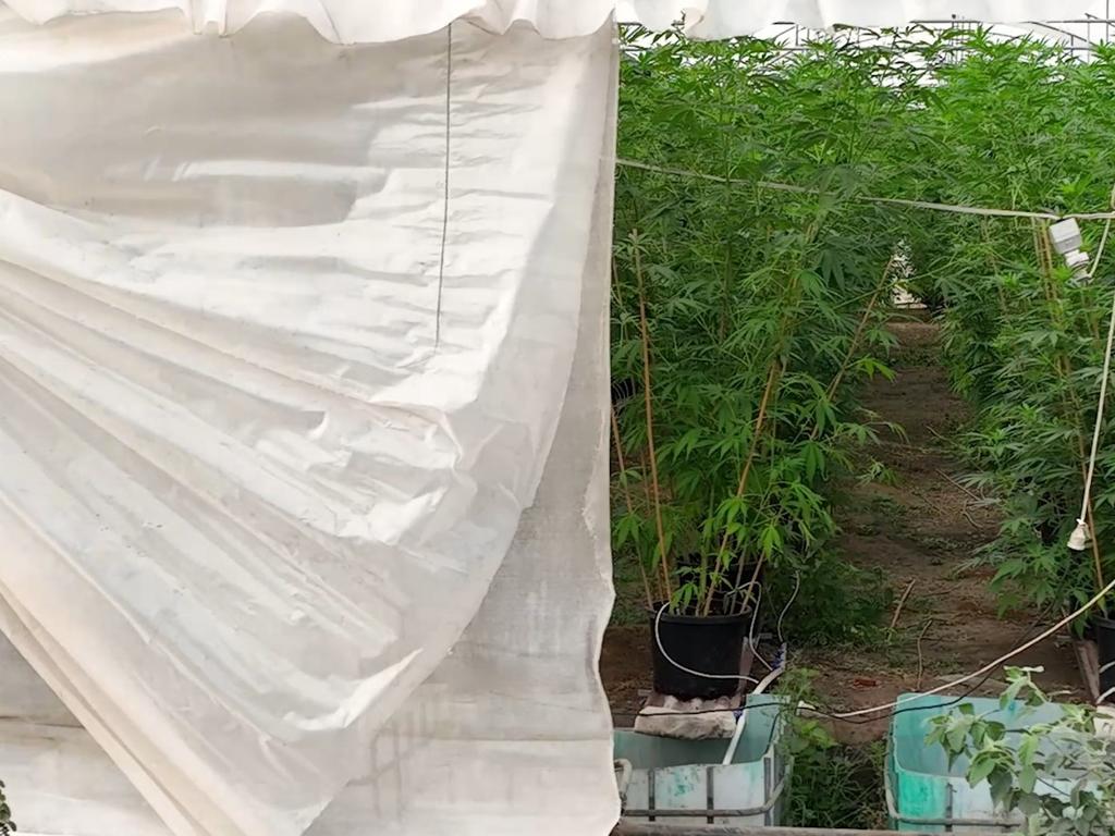 Police have seized $60 million worth of cannabis, cash, vehicles and equipment following raids connected to a grow farm on the Fraser Coast last week.