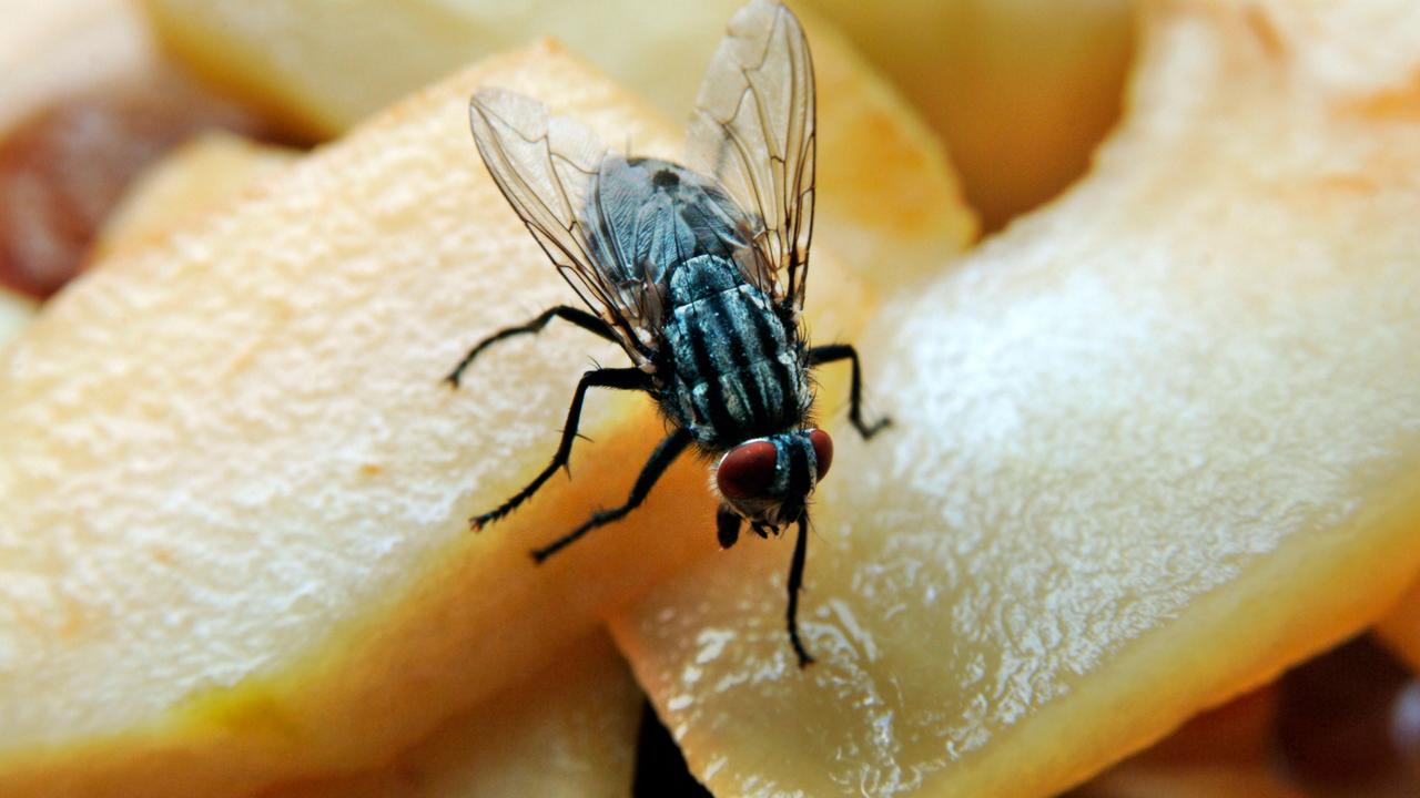 Flies Land on Food An Unwelcome Guest and Its Impact.
