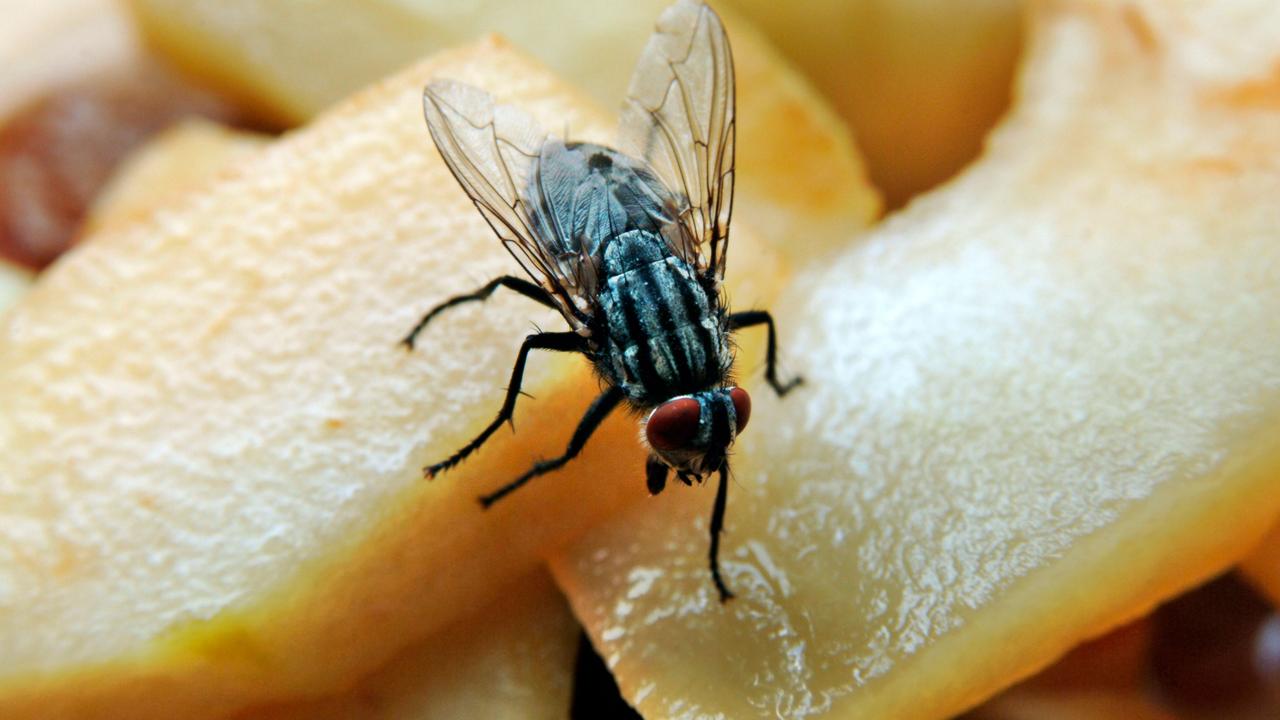 What flies actually do to your food