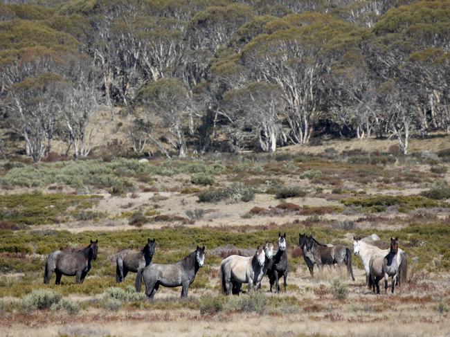 Wild brumbies roaming the Kosciuszko National Park. Picture: Stephen Cooper