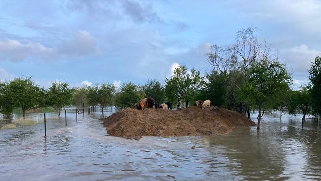 Native wildlife have reportedly relocated however pets and farm animals have been lost in floodwaters. Picture: Jil Wilson