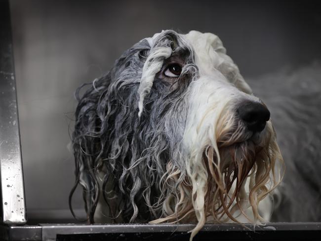 Old English sheepdog Sugar is not really fond of bath day. Picture: David Caird