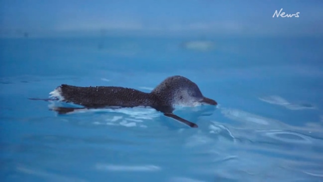 Old penguin reappears at Phillip Island after disappearing for 16 years