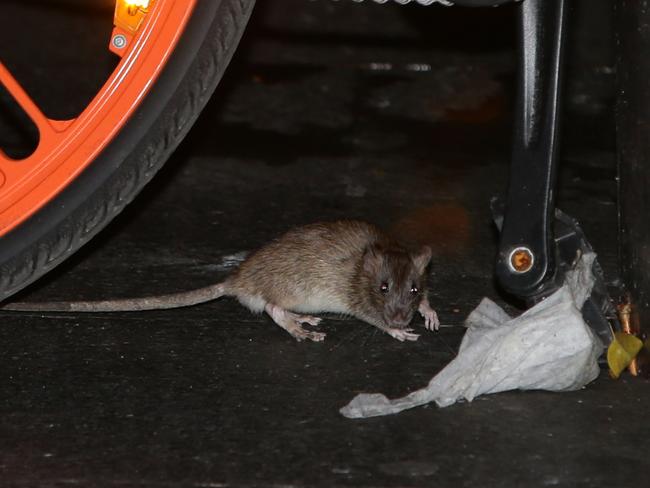 Shopping centres and eateries are being inspected for waste management and rats. Picture: Bill Hearne