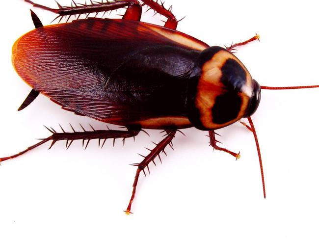 American cockroach shot on white