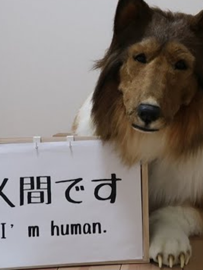 Japanese Man Spends 22 000 To Become A Rough Collie Dog Townsville   01b447a6e65ca41e18a28b0fbb29885d