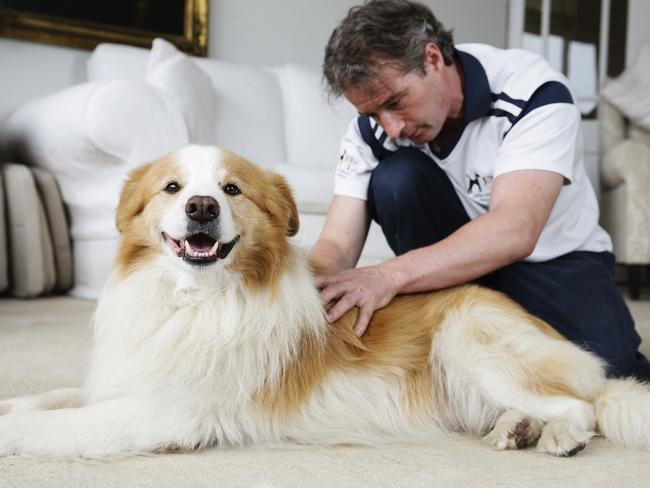 Canine rehabilitation specialist Tim Norris massaging border collie Monty, who suffers from arthritis. Picture: Justin Lloyd