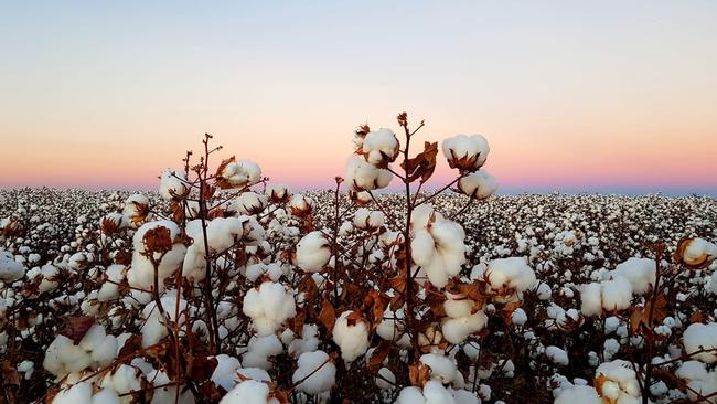 Before cotton picking, the fields were like an ocean of whitecaps.