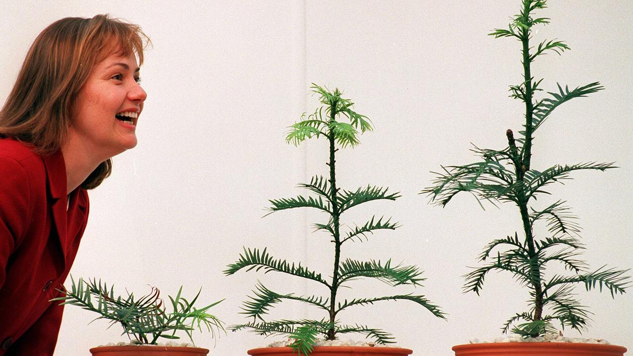 Cathy Offord and Wollemi pine trees in pots at Sydney Botanic Gardens. Picture: News Corp