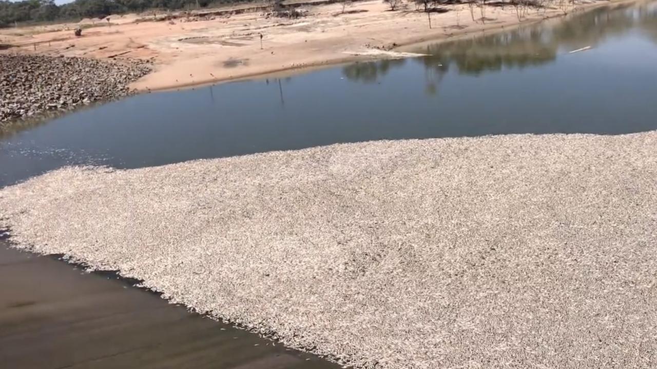 Fish kills are not uncommon around the Menindee Weir.